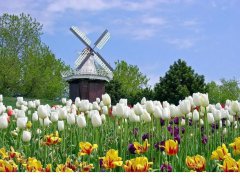 荷蘭市場投資攻略，外國人如何注冊公司？